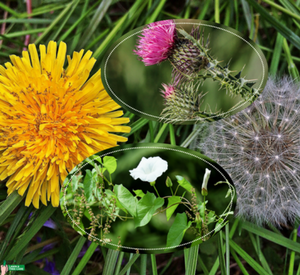 pictures of weeds