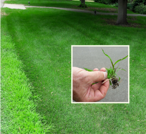 picture of lawn with crabgrass