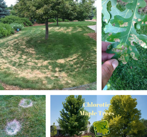 trees surrounded by brown patches