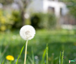 dandelion blowing in wind treated by spring lawn care in Fort Collins