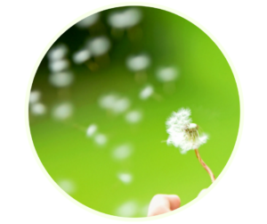 dandelions blowing in wind