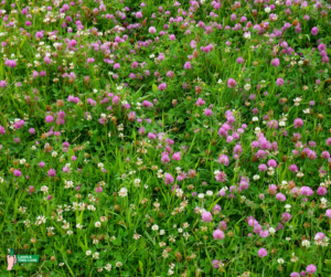 Shrub thriving after Lawn Doctor provided Tree and Shrub Care in Windsor