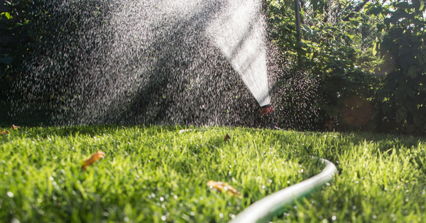 watering lawn