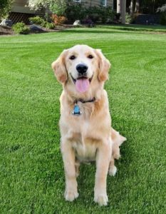 happy dog sitting on lawn care grass 
