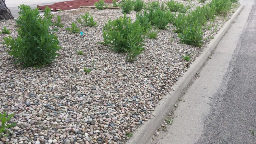 landscaping work done between rocks