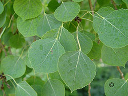 closeup picture of aspen leaves