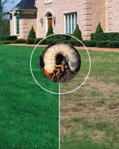 Photo showing the difference grub control can make