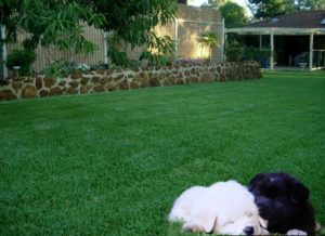 Puppies lying in a freshly done yard showing lawn care services in Fort Collins.