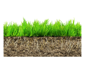 Lawn Fertilizer Service in Fort Collins