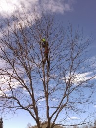 Pruning trees