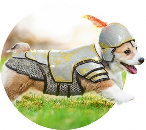 small dog wearing a coat of armour playing on grass after our lawn care in Fort Myers
