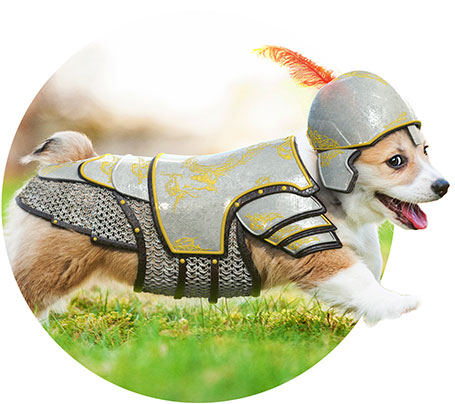 small dog wearing a coat of armour Post image small dog wearing a coat of armour