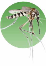 mosquito control stafford