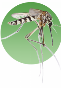 Tips For Mosquito Control In Stafford Va Lawn Doctor Of Get Mosquito Control Help From Lawn Doctor Of Stafford