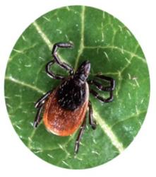 Closeup picture of a tick on a green leaf showing lawn pest control in Stafford