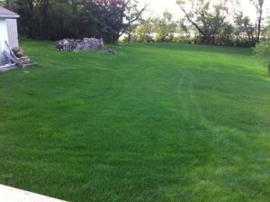 lawn care service in Griffith area 