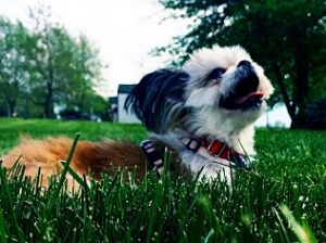dog on Fairfield, OH lawn