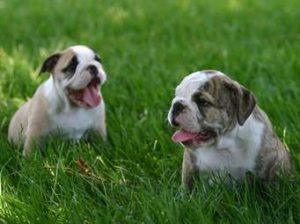 lawn care services in Harrison, OH with dogs