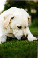 dog smelling grass treated by lawn care services in Hot Springs