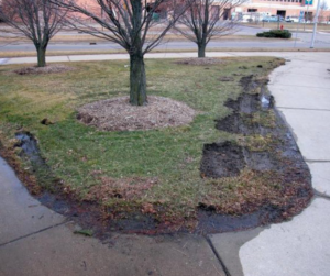 Green Grass in Grandville