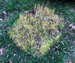 Green Grass in Hudsonville