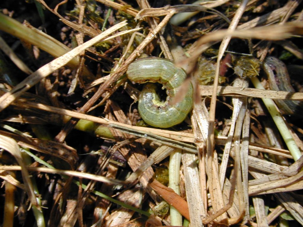 Effective Lawn Pest Control in Metairie Lawn Doctor of Lakeview