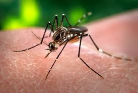 image of mosquito biting an arm needing mosquito control in Lakeview