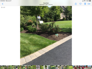 Green Grass in Palatine