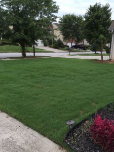 green grass treated with organic lawn care in suwanee