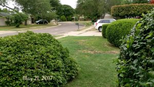 lawn care services in Cedar Park TX