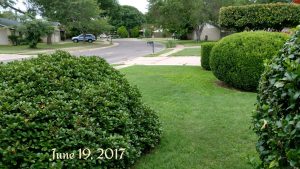 green grass lawn treatments showing lawn fertilization in Cedar Park
