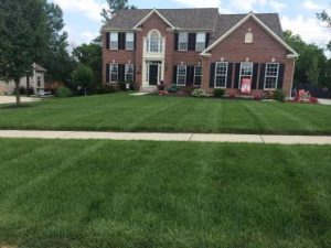 Beautiful thick green grass on front yard showing lawn care services in Mason
