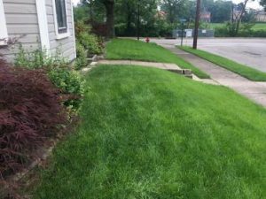 Green lawn in front of house showing lawn aeration in West Chester