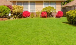 front yard with pink shrubs