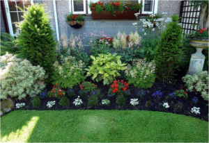 green grass and ferns in yard 