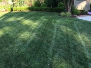 green grass taken care of by lawn aeration services