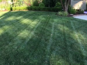 A Healthy Green Lawn free from all kind of Flea, Take Flea Control Service in Garnet Valley