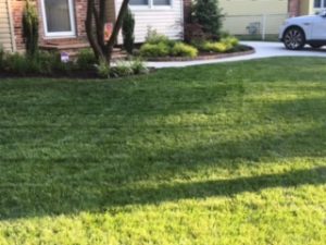 Green lawn looks amazing after taken services from lawn care company in Garnet Valley