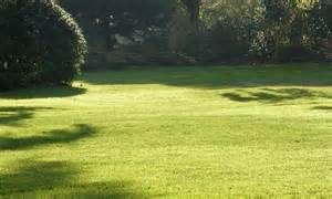Beautiful green lawn in front of treeline showing lawn care services in Madison