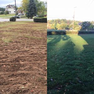 Before and after view of front lawn power seeding