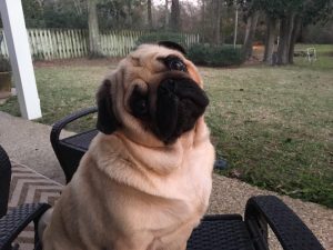 pug looking confused on front porch