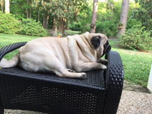 dog sitting on bench