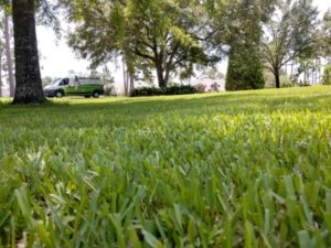 flea control in Mandeville | Lawn Doctor of Mandeville & Covington 