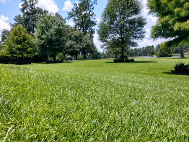 photo from the ground showing lawn care in Covington