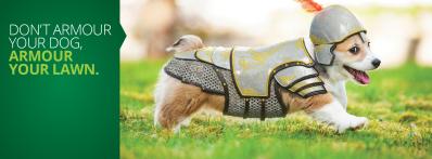 dog dressed up in armor on a front lawn