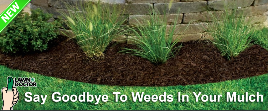 Weeds in Mulch