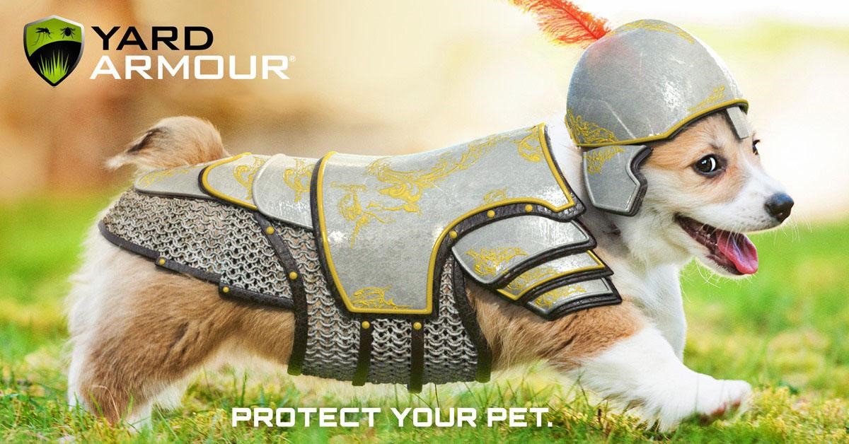 little dog with armour on lawn without insects