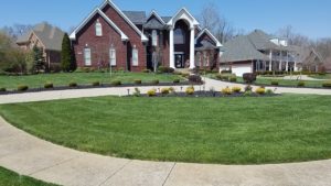 green grass treated by lawn seeding in Louisville