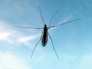 A mosquito found prior to Lawn Doctor providing Mosquito Spraying in Rockland County