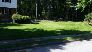 Our fresh and green showcase lawn running up to the side of the road, showing lawn care services in Waltham
